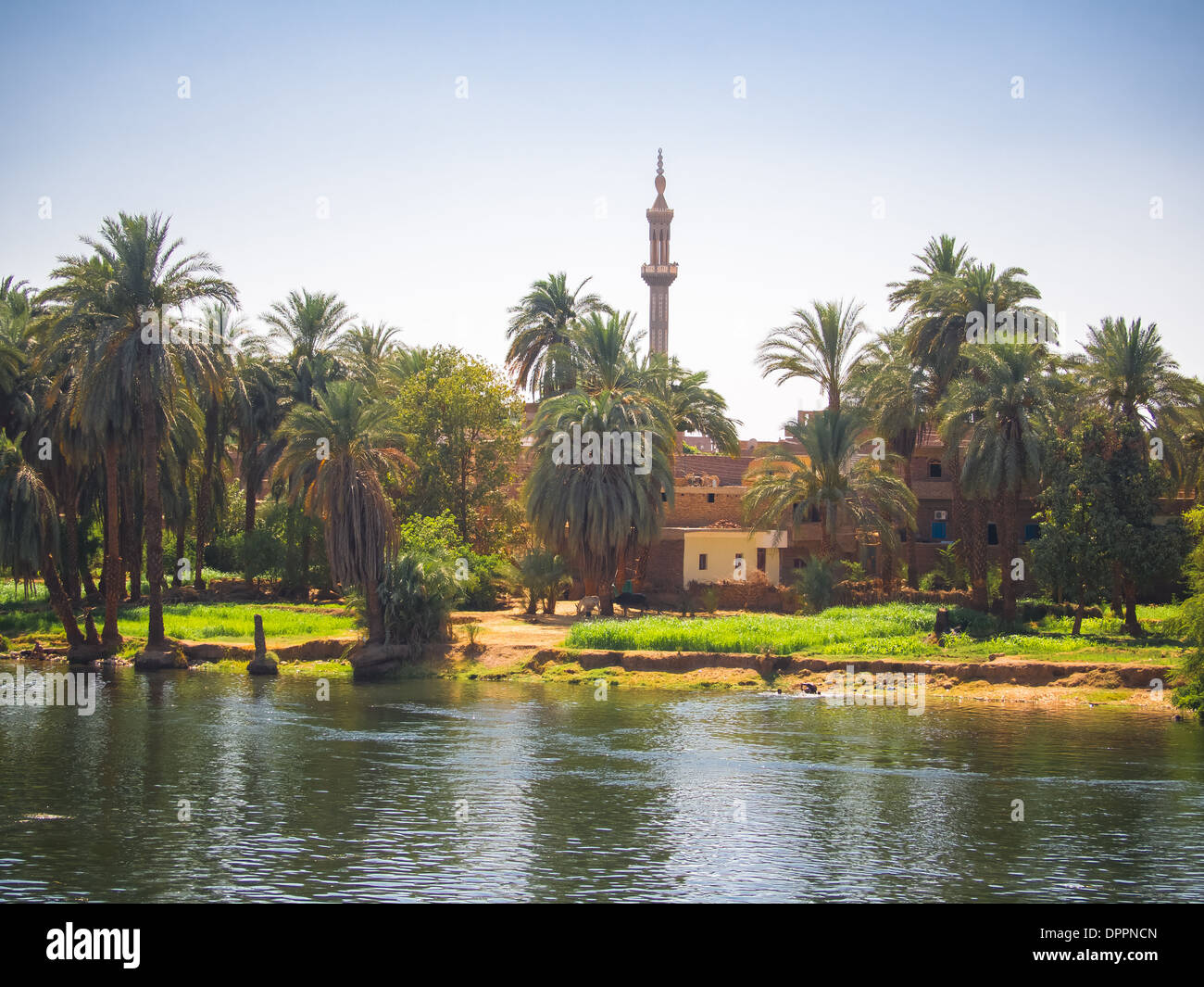 Egypt palm trees palms hires stock photography and images Alamy