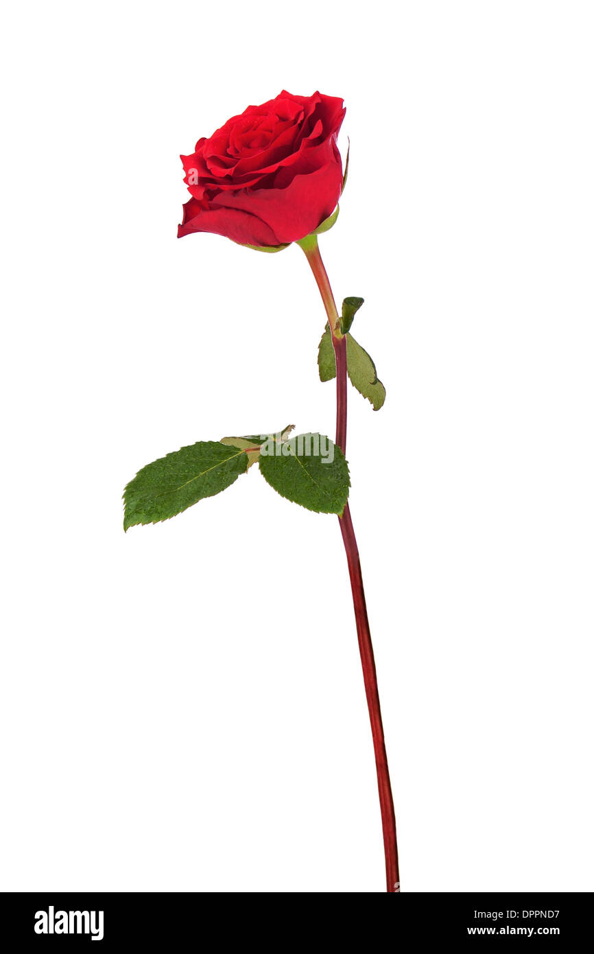 Red rose isolated on white background. Closeup. Stock Photo
