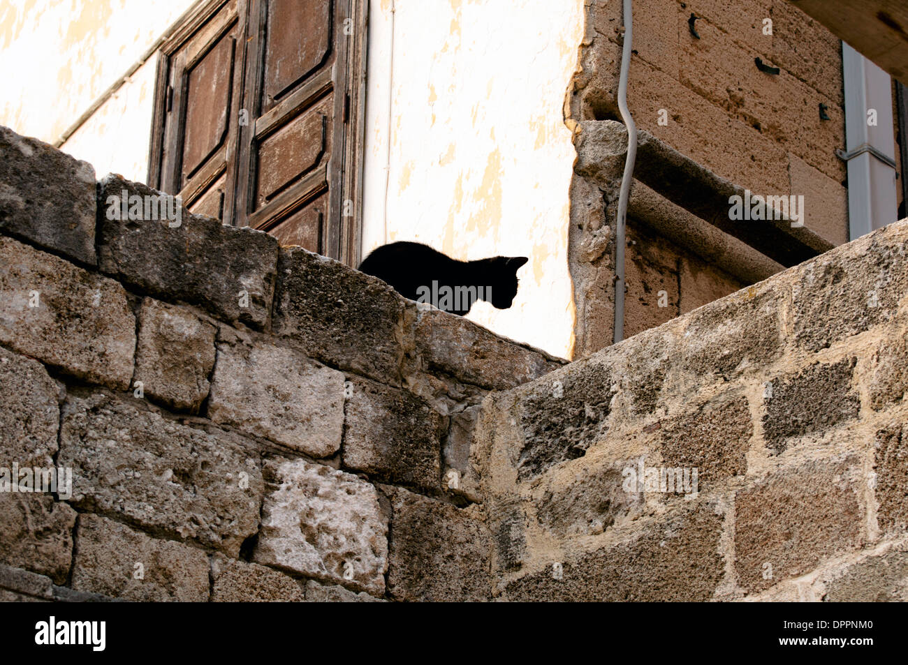 Black cat Rhodes Greece Stock Photo Alamy
