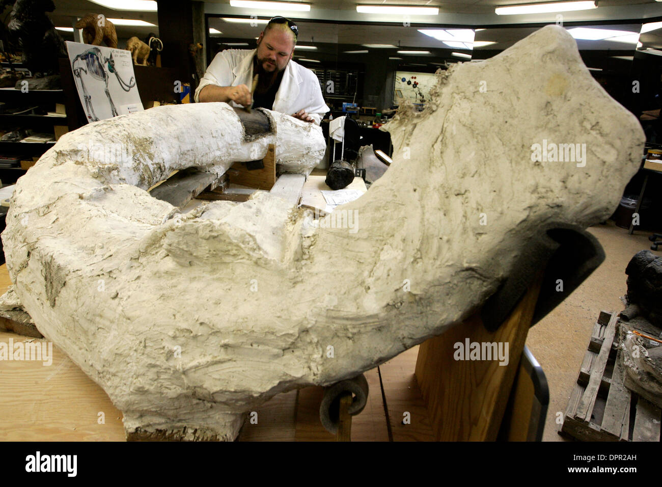 Mammoth fossils at la brea tar pits hires stock photography and images Alamy