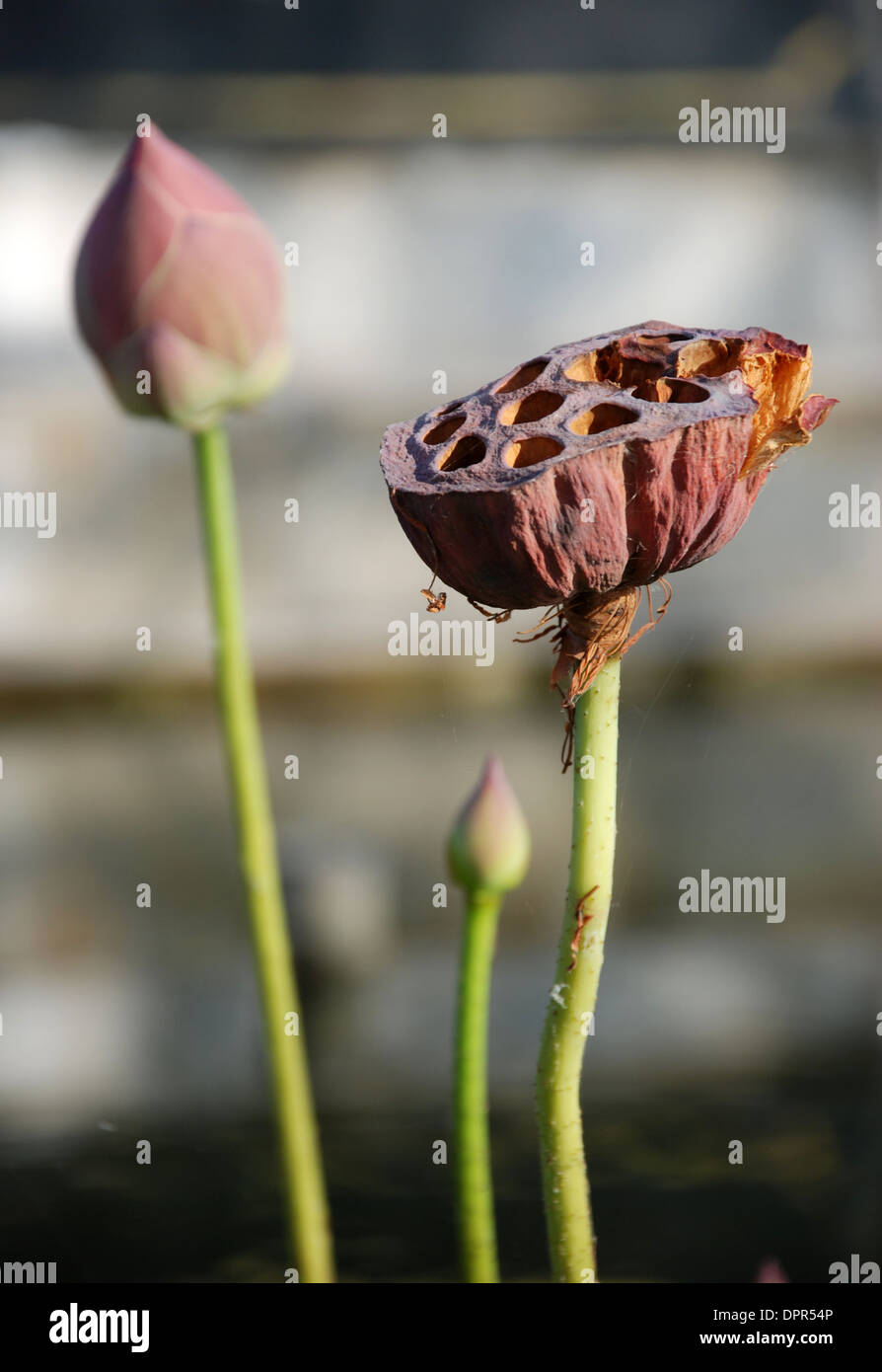 Royal lotus scent of Asian exotic flower Stock Photo Alamy