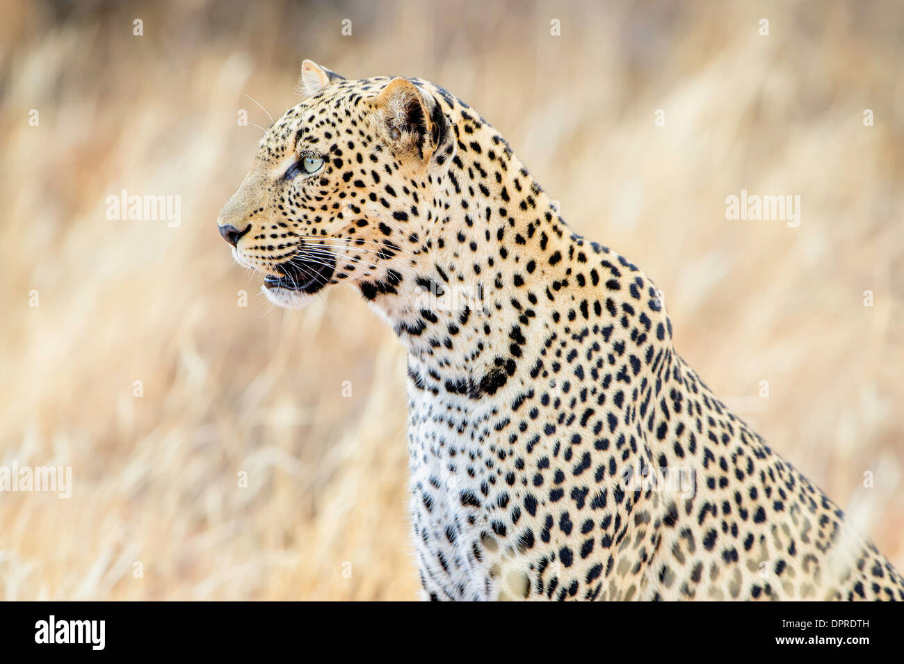 A female leopard in Samburu in Kenya. Stock Photo