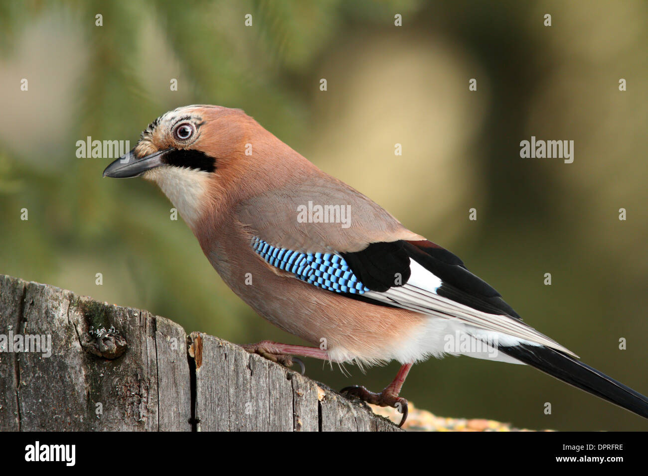 Wild blue jay Black and White Stock Photos & Images - Alamy