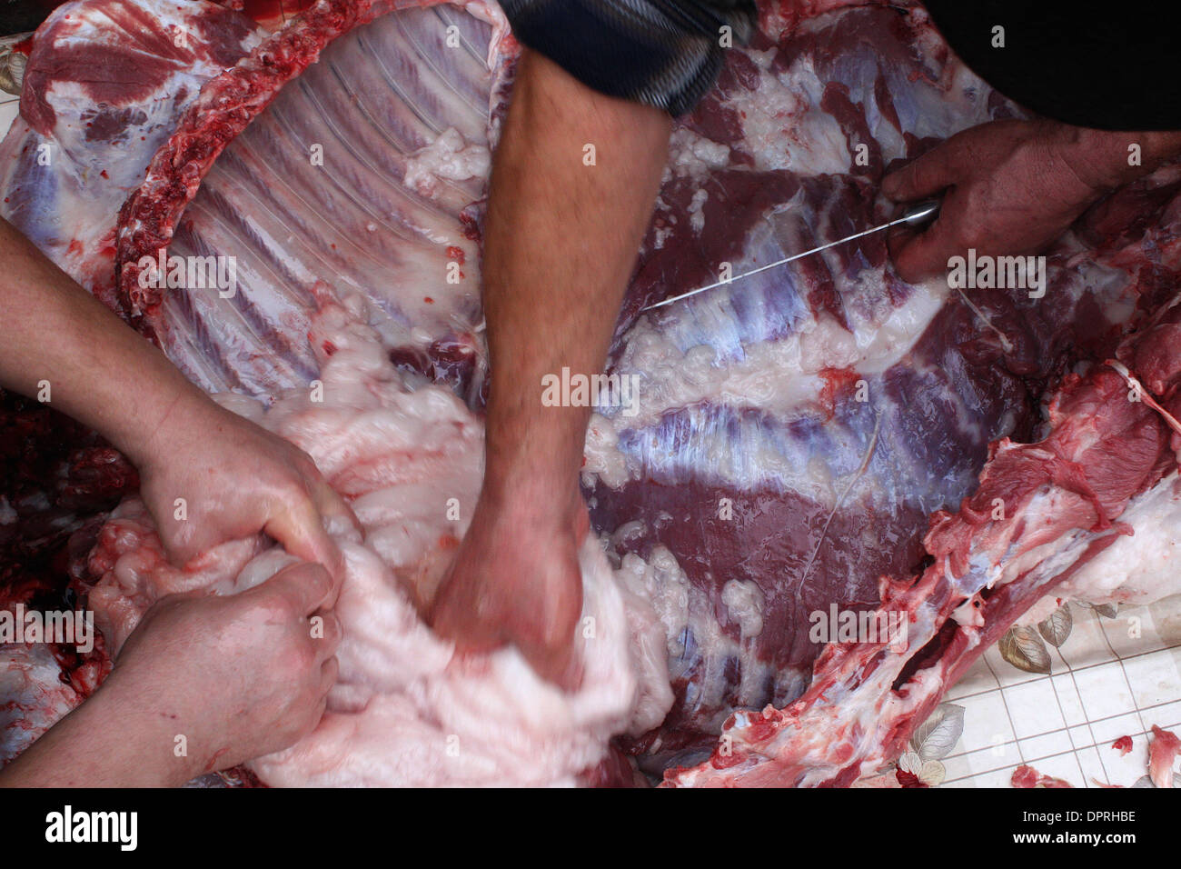 Dec 20, 2008 - Romania - Two men slice out parts of the innards of a pig after a pig slaughtering at their home in a rural Romanian village as part of their yearly ritual, a few days before Christmas. The Romanian Ministry of Agriculture and Rural Development expects 2.5-2.8 million pigs will be slaughtered in Romania this holiday season, up from 2.13 million last year in the same  Stock Photo