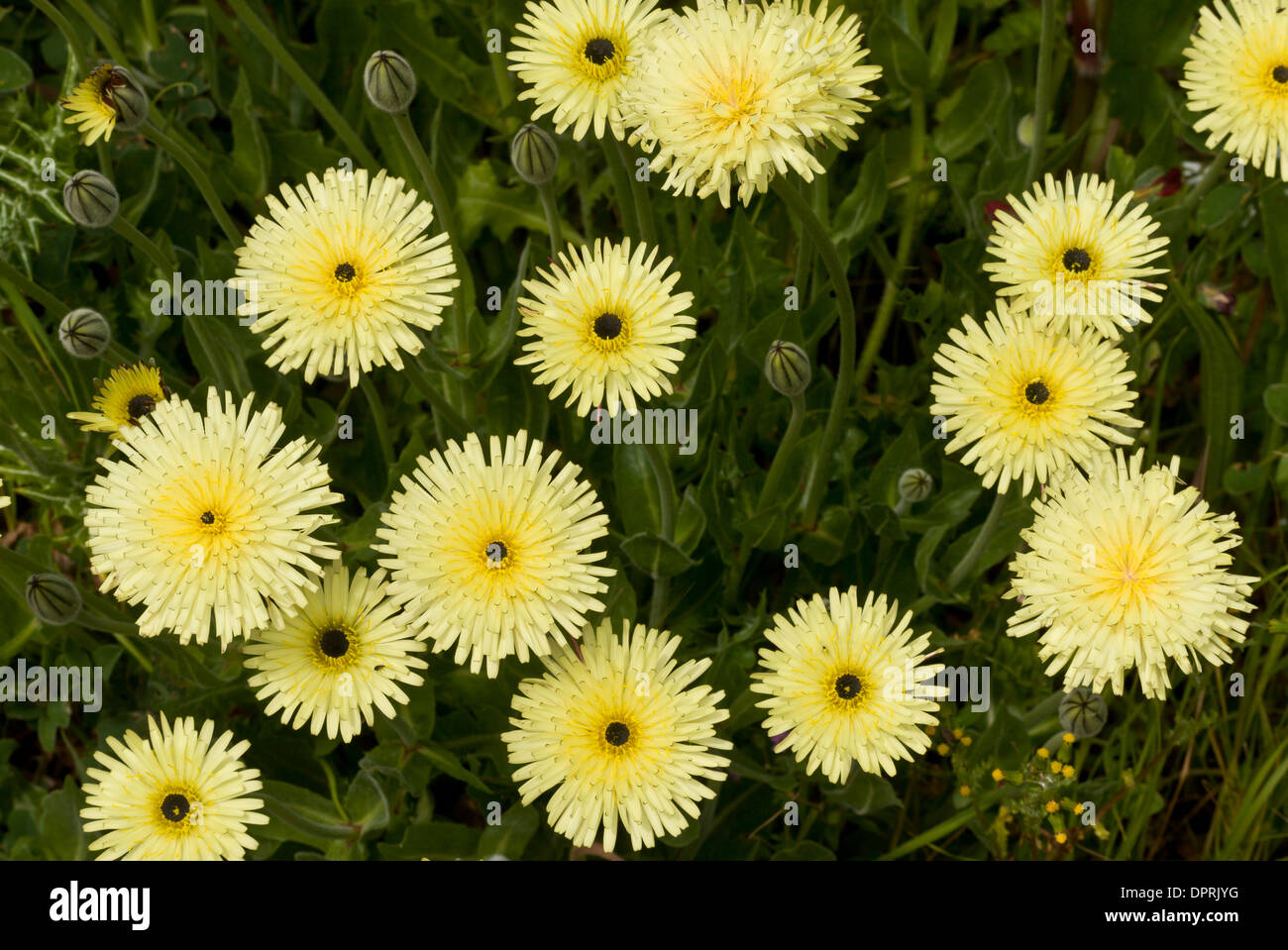 A yellow daisy, Urospermum dalechampii in flower, Sardinia. Stock Photo