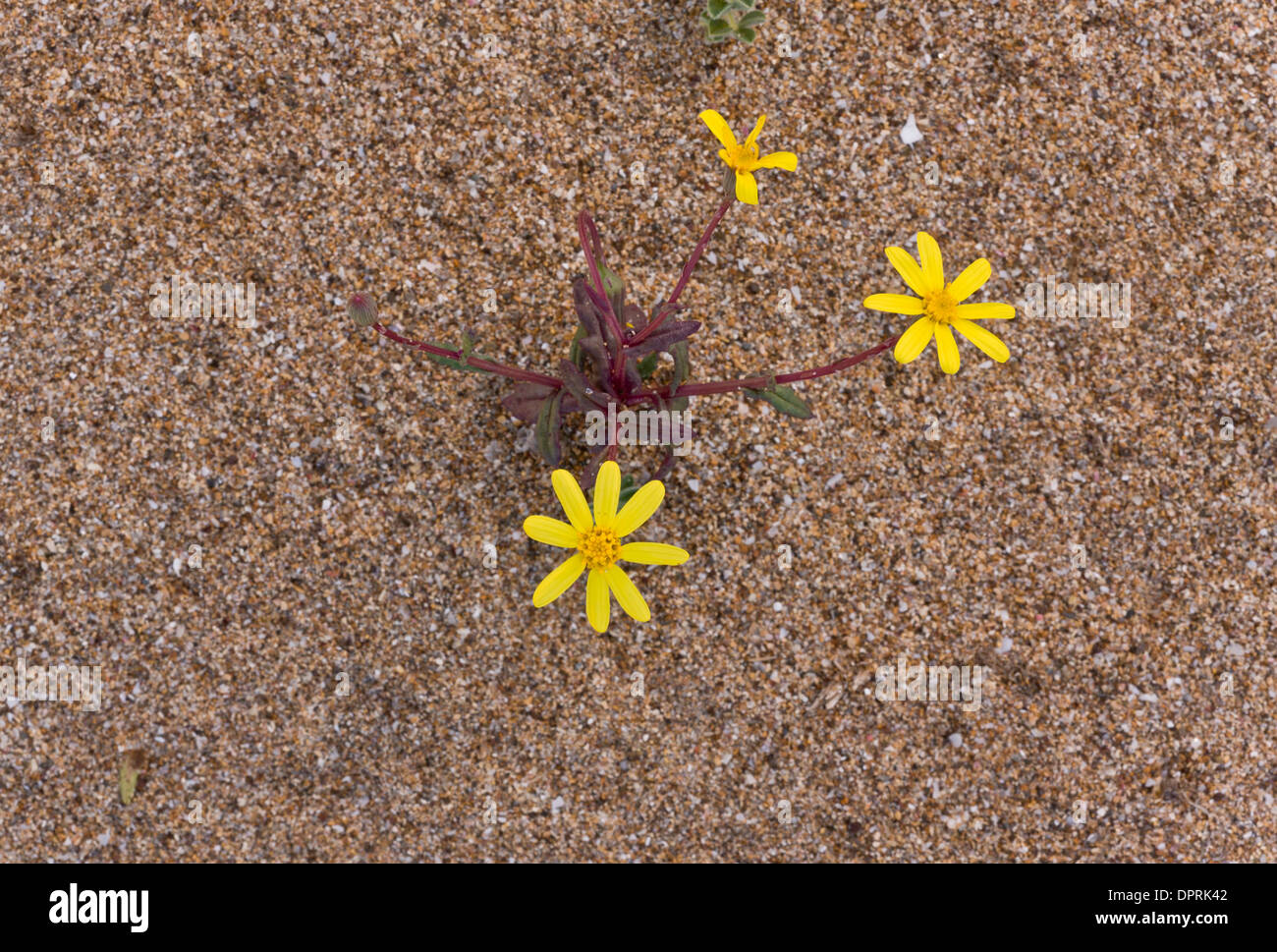 A ragwort, Senecio leucanthemifolius on sandy beach, Sardinia. Stock Photo
