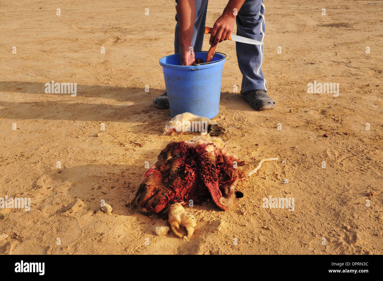 Bedo Stock Photos & Bedo Stock Images - Alamy