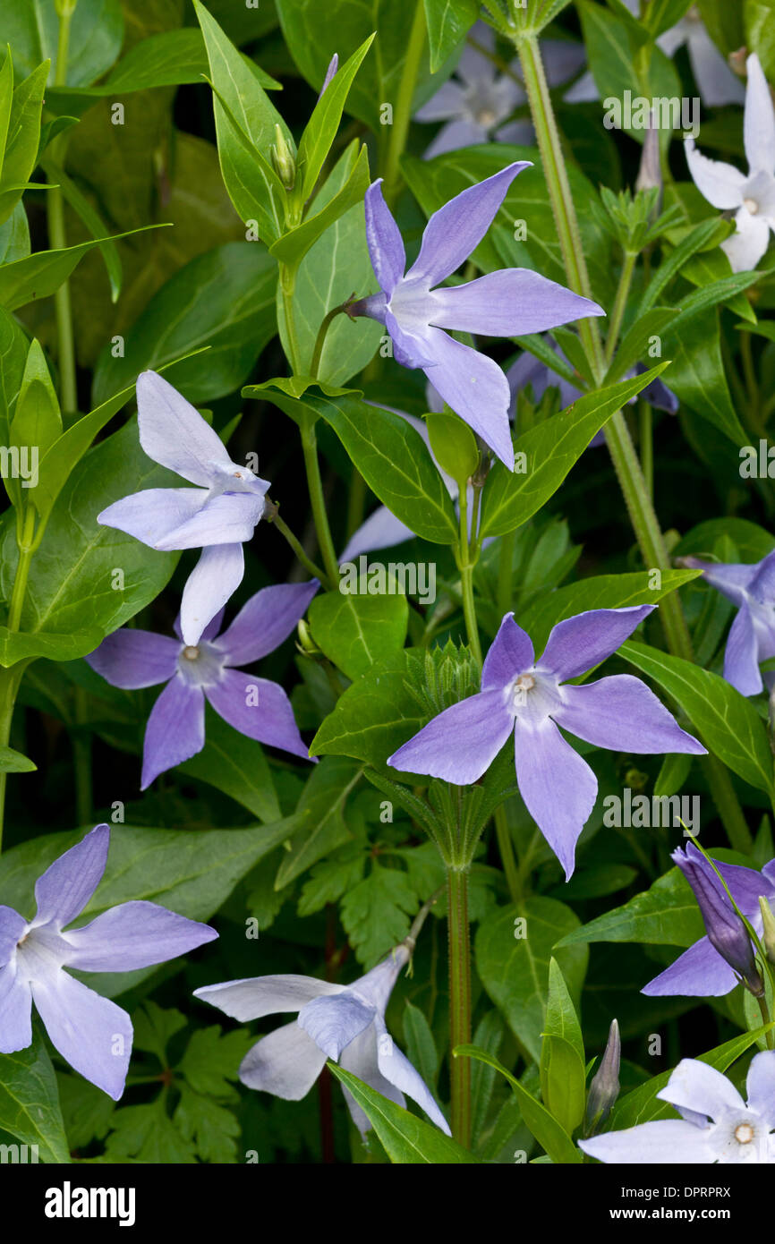 Sardinian Periwinkle, Vinca difformis ssp. sardoa in Sardinia, Italy. Stock Photo