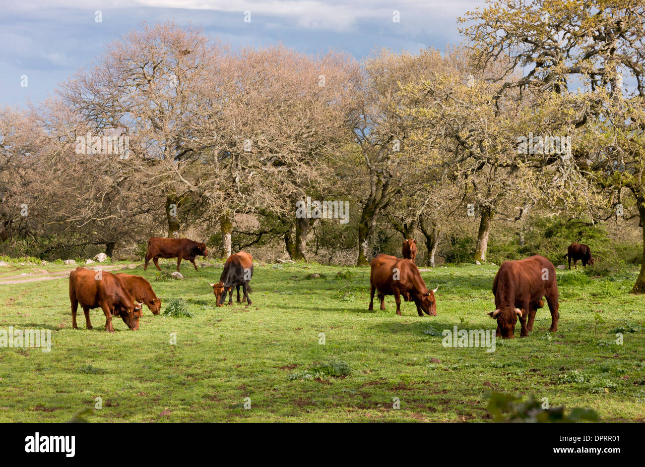 Cattle grazing (Sardo-Modica, red ox or bue rosso breed) in oak wood-pasture on the slopes of Monte Fereru, western Sardinia. Stock Photo