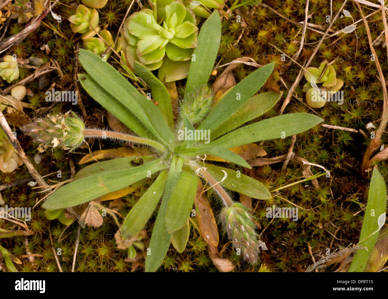 Hairy plantain, Plantago bellardii; a rosette-forming annual plantain. Sardinia. Stock Photo