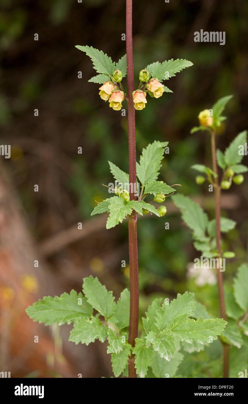 Endemic three-leaved Figwort, Scrophularia trifoliata, Sardinia, Italy. Stock Photo
