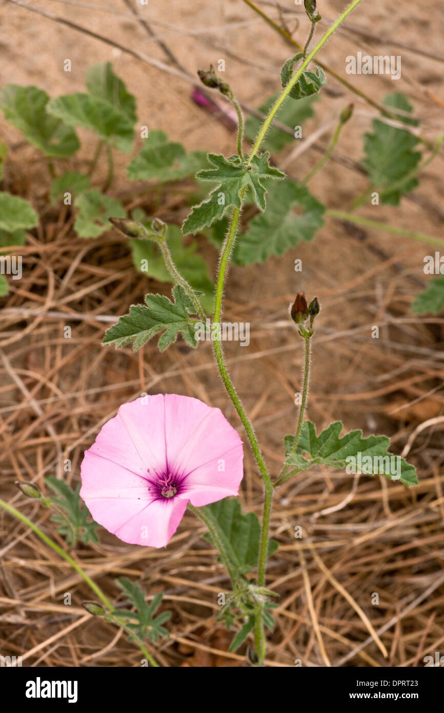 Mallow-leaved Bindweed, Convolvulus althaeoides, in flower. Sardinia. Stock Photo