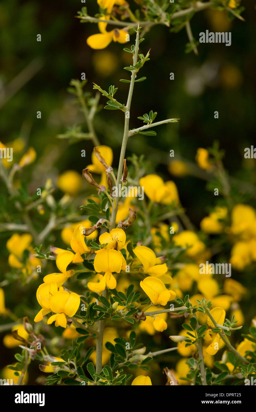 Hairy Thorny Broom, Calicotome villosa in flower. Sardinia. Stock Photo