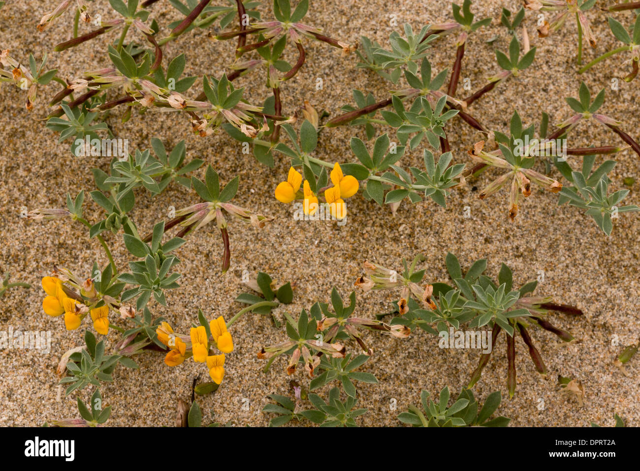A bird's foot trefoil, Lotus cytisoides on sandy beach, Sardinia. Stock Photo
