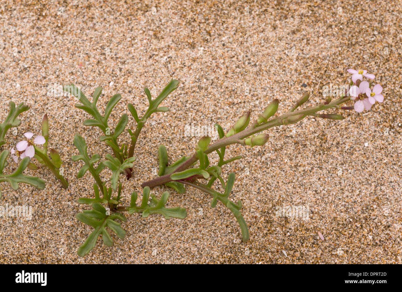 Sea rocket, Cakile maritima in flower and fruit, on sand. Stock Photo