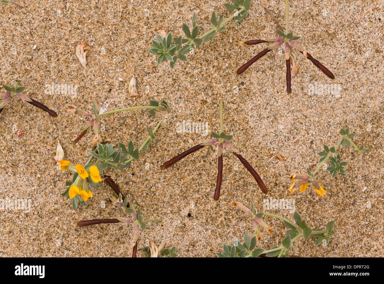 A bird's foot trefoil, Lotus cytisoides on sandy beach, Sardinia. Stock Photo