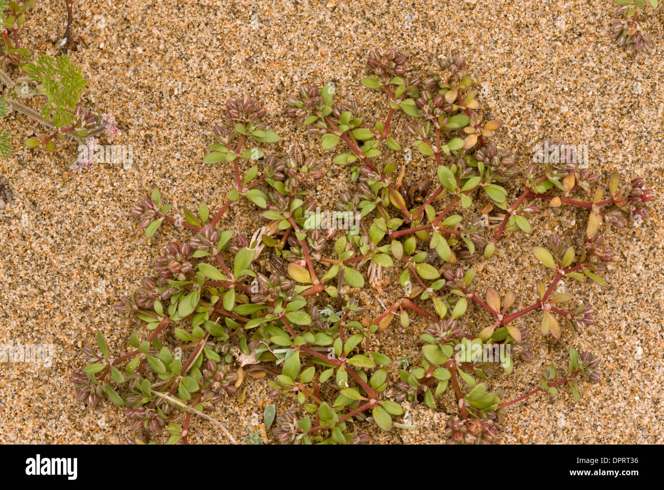 Four-leaved Allseed or Guernsey Chickweed, Polycarpon tetraphyllum on sandy beach; Rare UK coast plant. Stock Photo