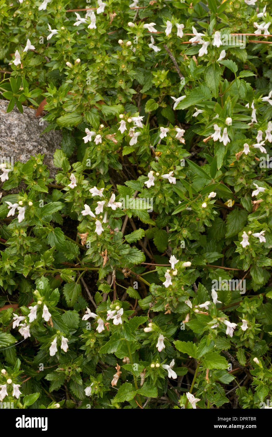 Spanish hedge-nettle, Prasium majus in flower, Sardinia. Stock Photo