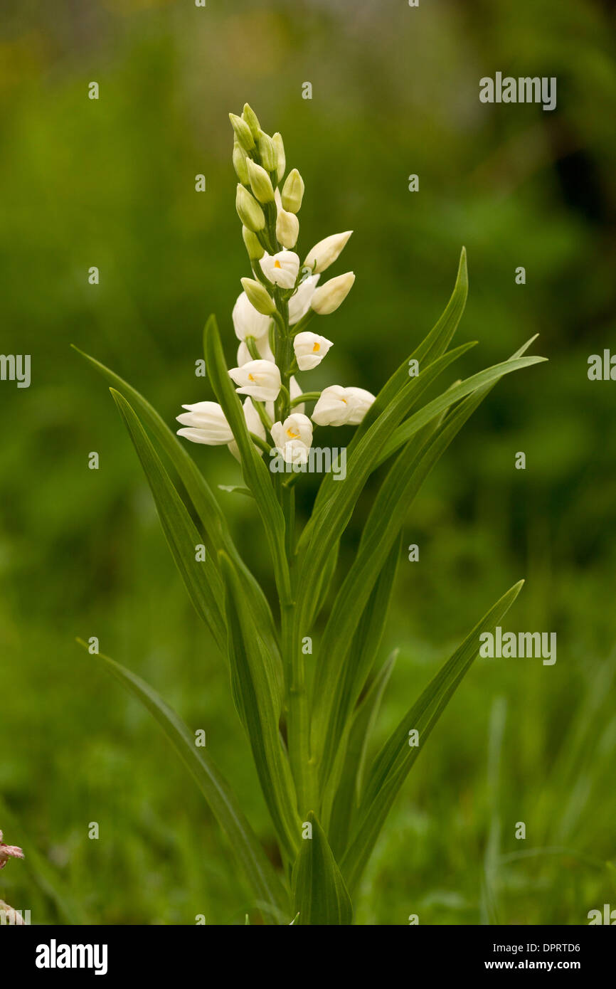 Narrow-leaved Helleborine, Cephalanthera longifolia in flower. UK rarity. Stock Photo