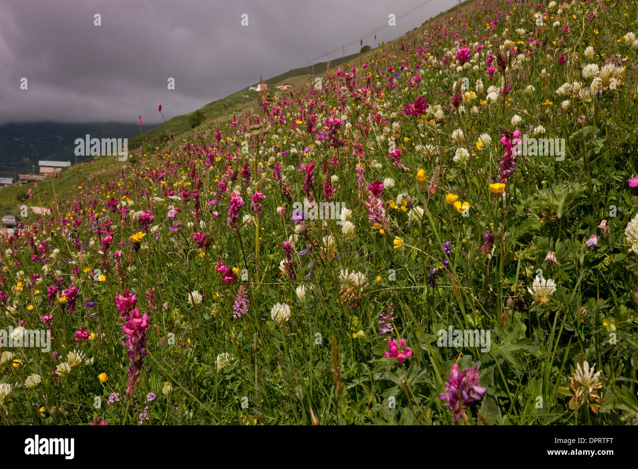 Flowery grassland at Anzar yayla (high grazing pastures), Pontic Alps, Turkey. Stock Photo