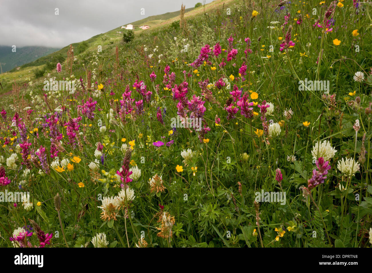 Flowery grassland at Anzar yayla (high grazing pastures), Pontic Alps, Turkey. Stock Photo