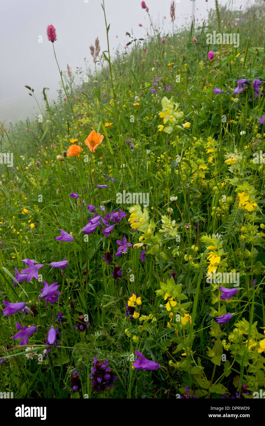 Intensely flowery pasture on the north side of the Ovit Pass, Pontic Alps, Turkey. Stock Photo