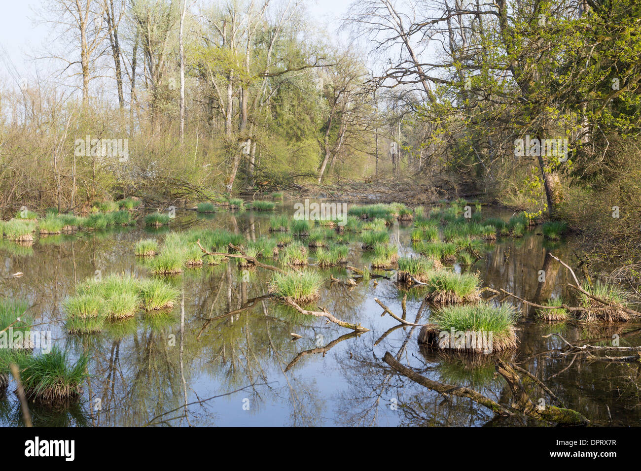 backwater seggen sedges green riparian forest water Stock Photo