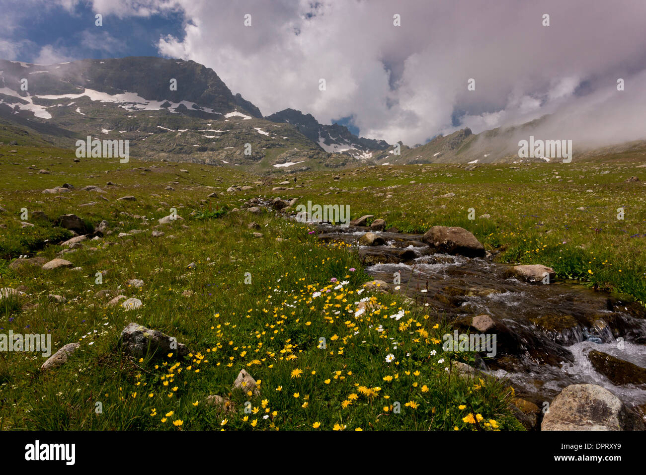 High flowery pastures at 2700m on the Ovit Pass, Pontic Alps, Turkey. Stock Photo