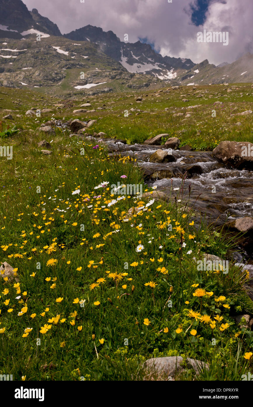 High flowery pastures at 2700m on the Ovit Pass, Pontic Alps, Turkey. Stock Photo