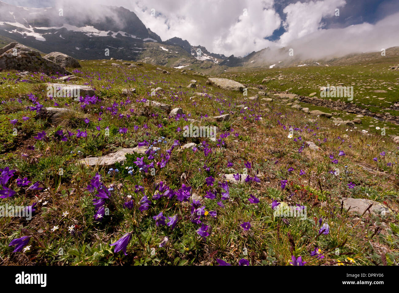 A dwarf alpine bellflower, Campanula tridentata at 2700m on the Ovit Pass, Pontic Alps, Turkey. Stock Photo