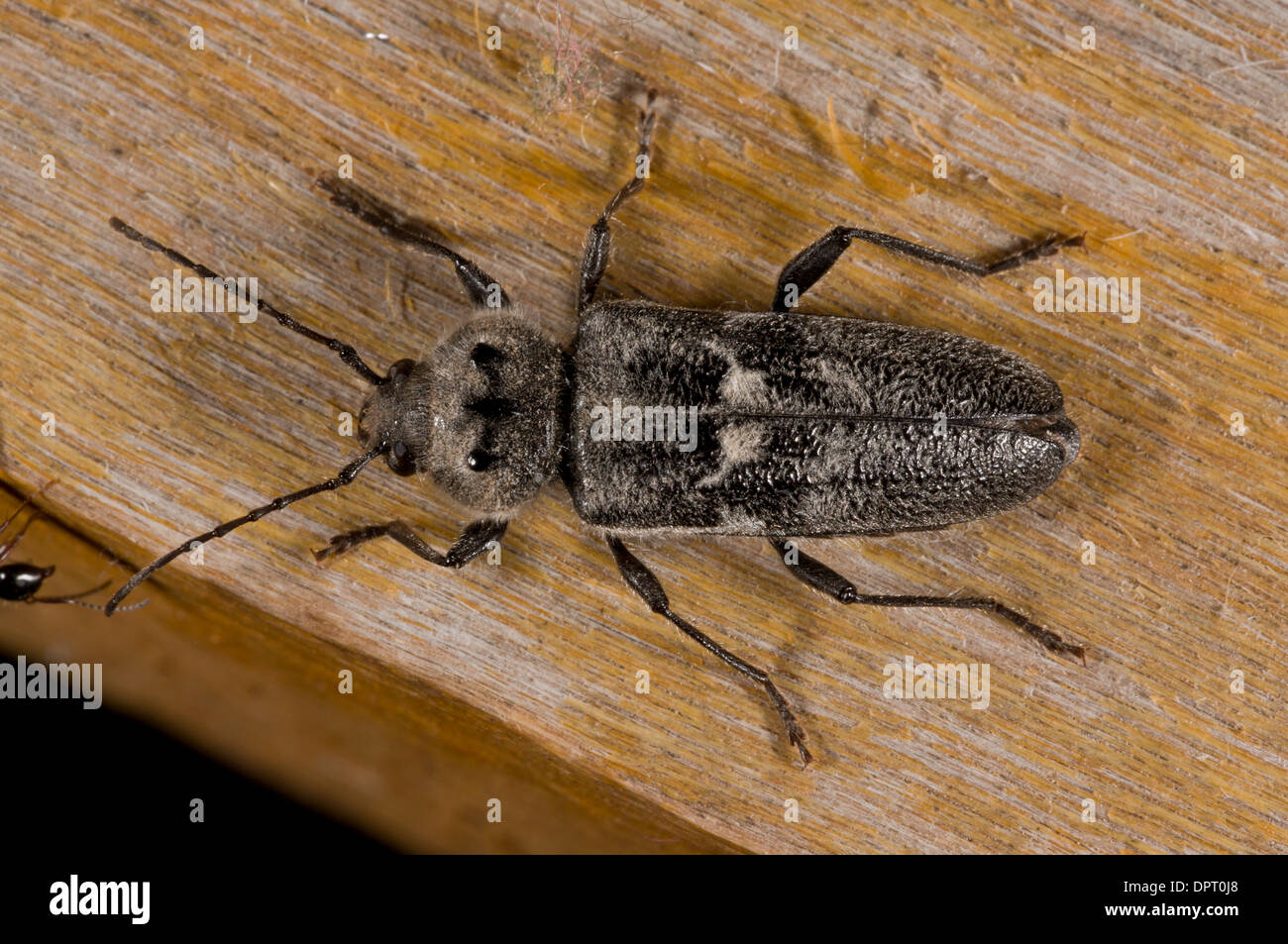 Old-house borer, or house longhorn beetle, Hylotrupes bajulus on wood in old house. Pest of cut timber. Stock Photo