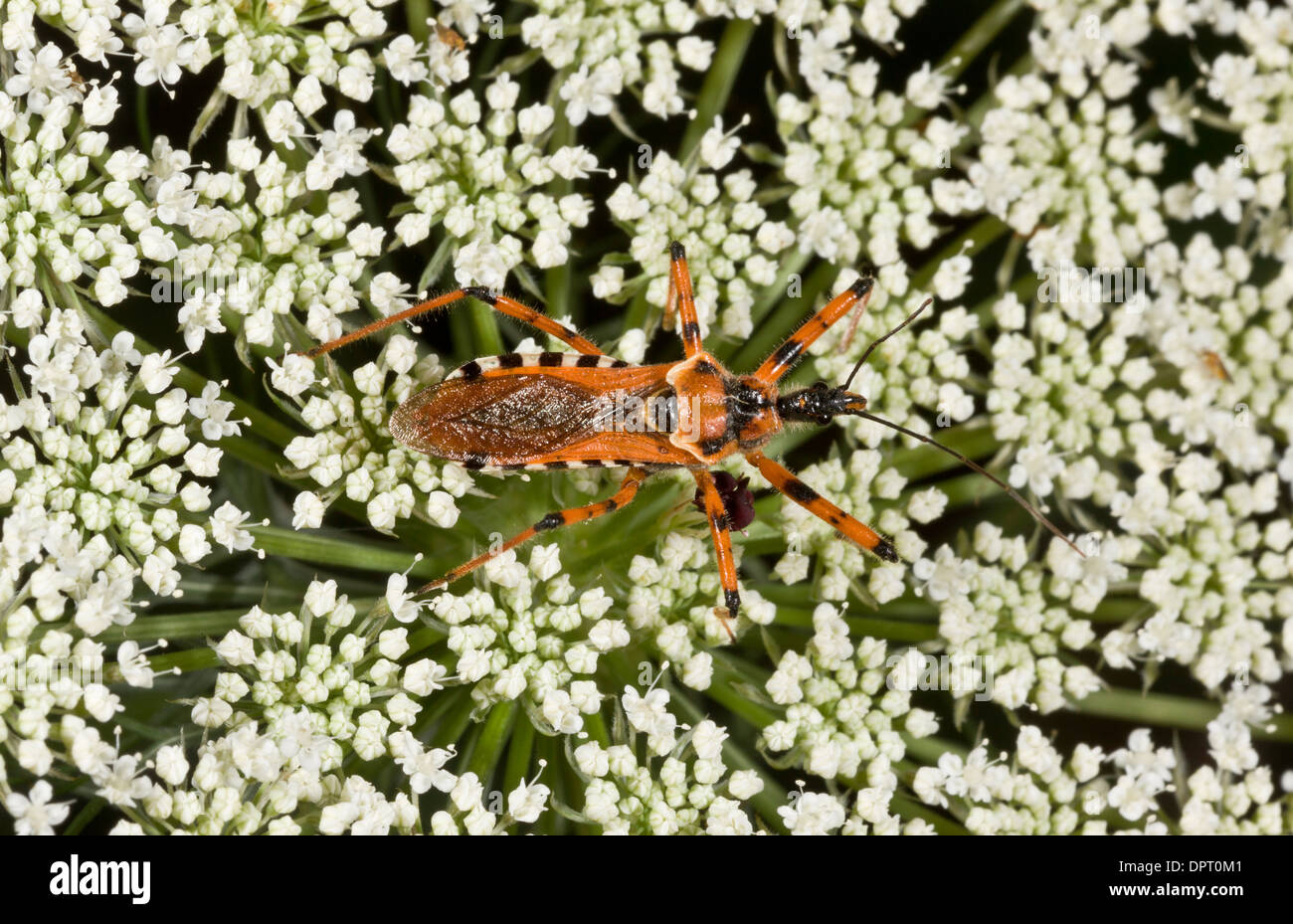 An assassin bug, Rhinocoris iracundus hunting on umbellifer flowers. Turkey. Stock Photo