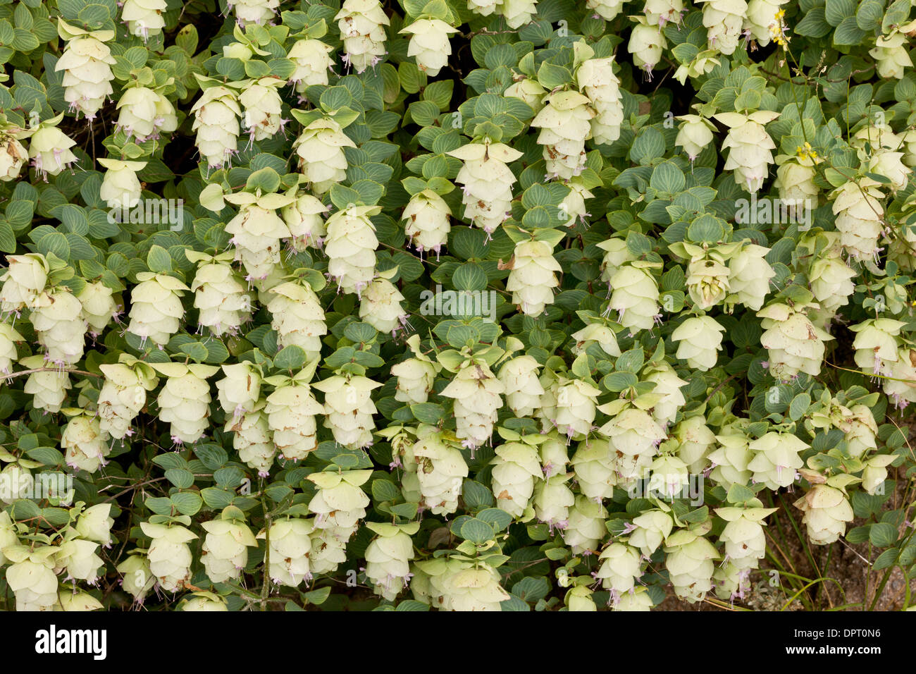 Wild marjoram hires stock photography and images Alamy