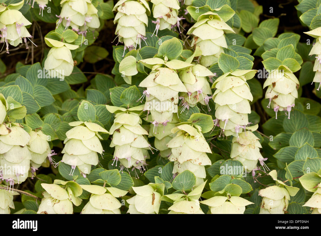 A wild marjoram, Origanum munzurense in eastern Turkey Stock Photo Alamy