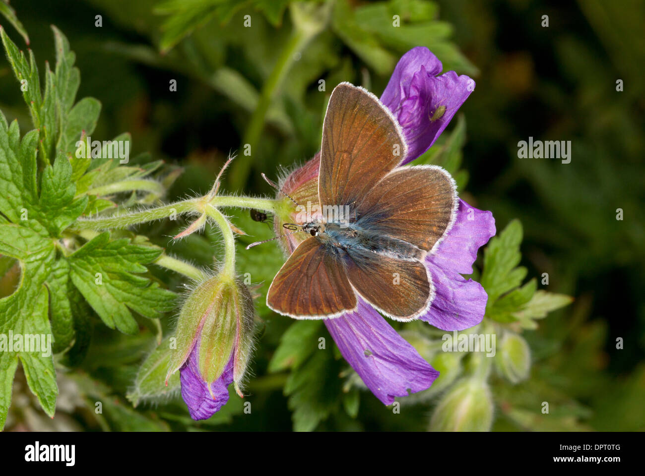 Geranium Argus butterfly, Plebejus eumedon on Caucasian Cranesbill. Turkey. Stock Photo