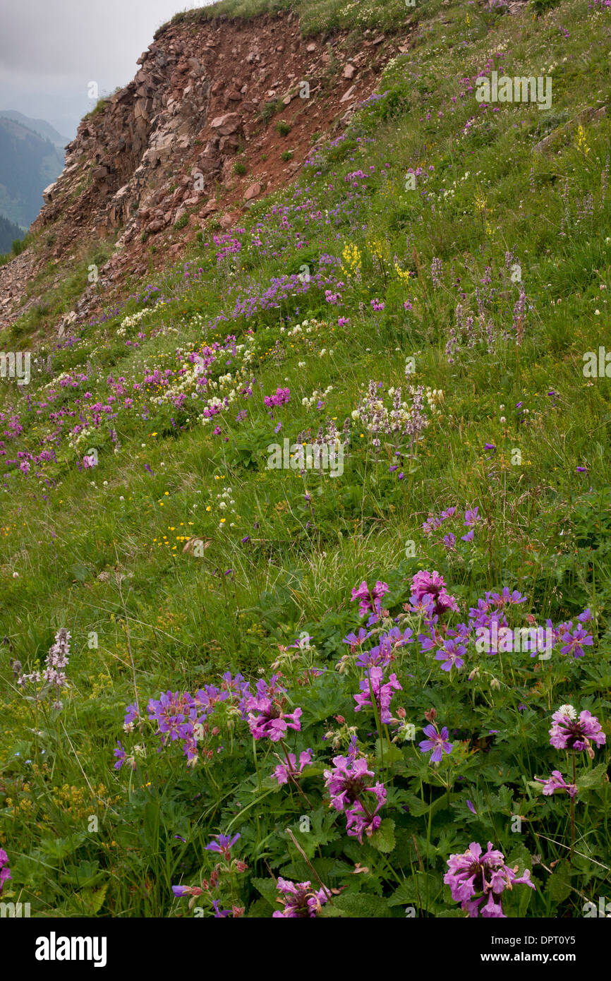 Intensely flowery high pastures on the Cam Pass (Cam Gecidi) in north-east Turkey. Stock Photo