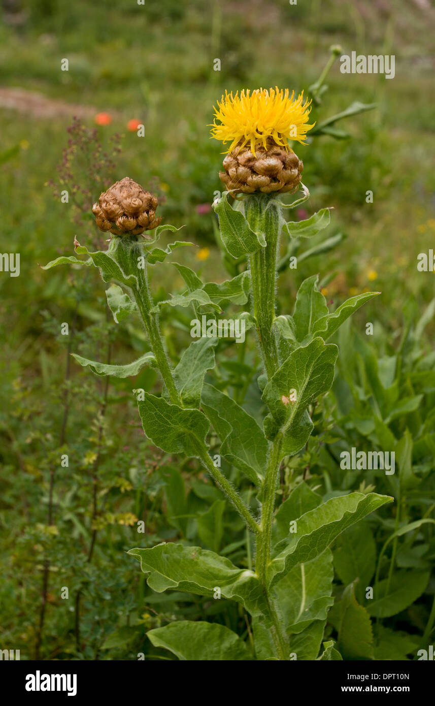 Giant Knapweed, Armenian basket flower, Centaurea macrocephala on the