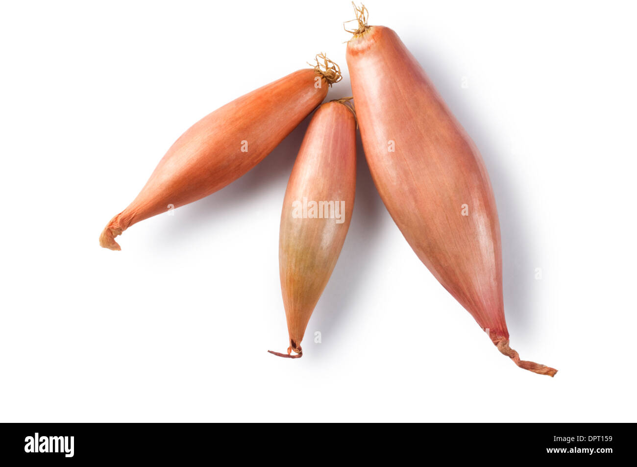 Shallots - John Gollop Stock Photo
