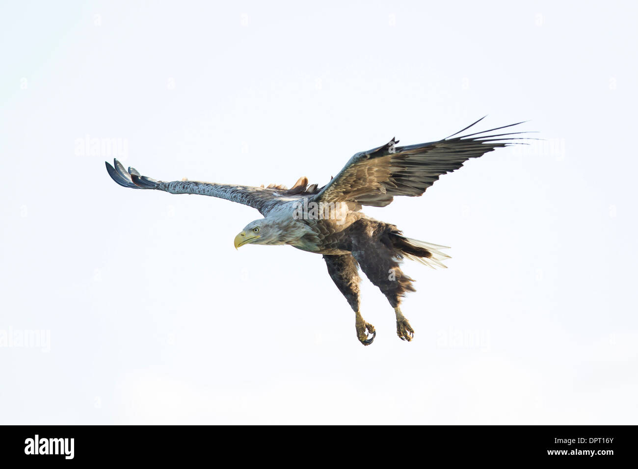 haliaeetus albicilla White tailed Sea Eagle Seeadler Stock Photo