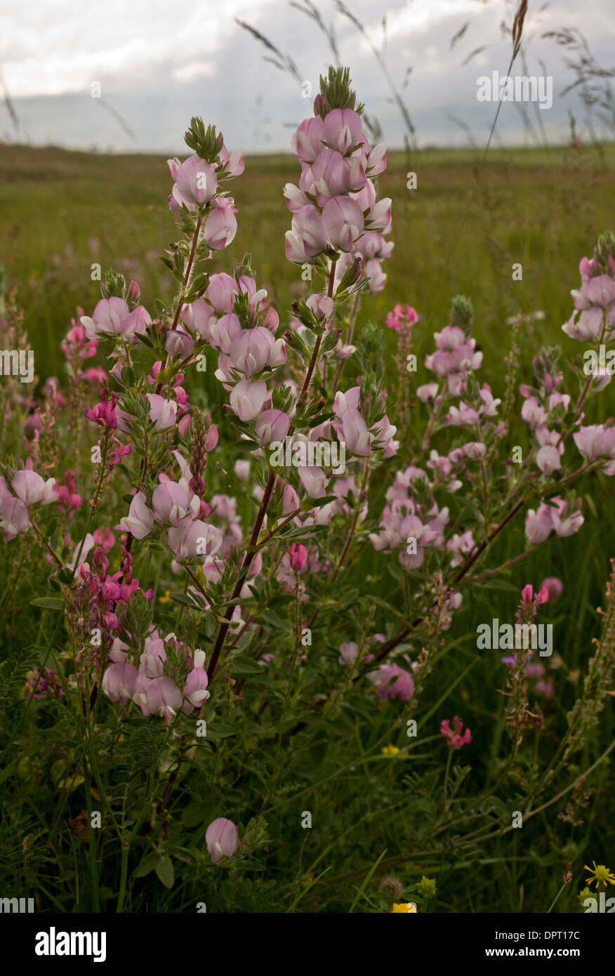 Field Restharrow, Ononis arvensis in pastures on the east of the Cam Pass (Cam Gecidi) towards Ardahan, in north-east Turkey. Stock Photo