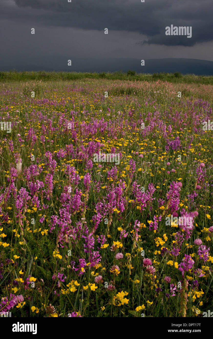 Flowery hay meadows dominated by Giant Milkwort, with approaching storm, near Ardahan, in north-east Turkey. Stock Photo