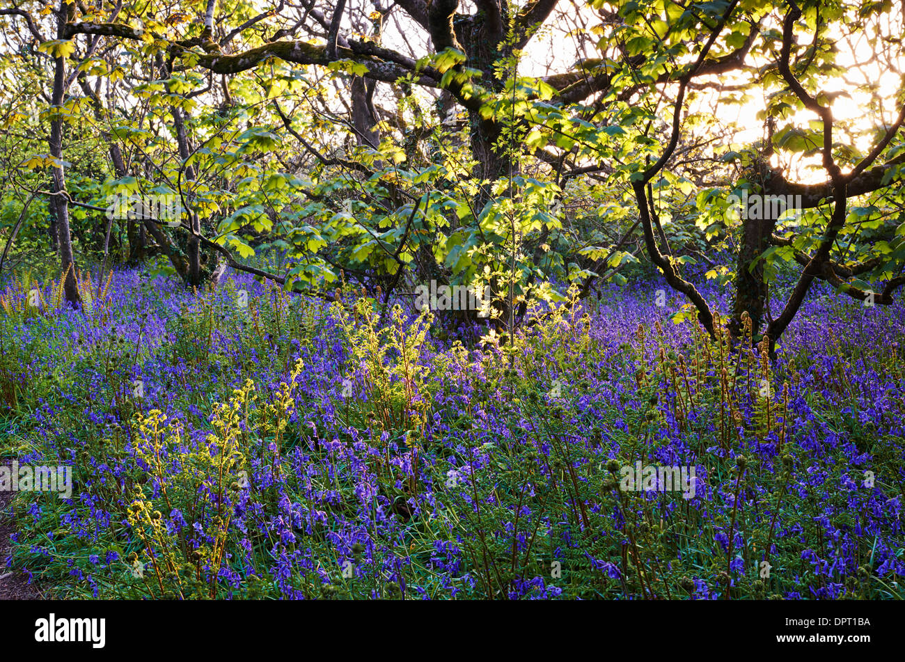 Dappled evening light shining through the trees highlighting the Bluebells and Ferns Stock Photo