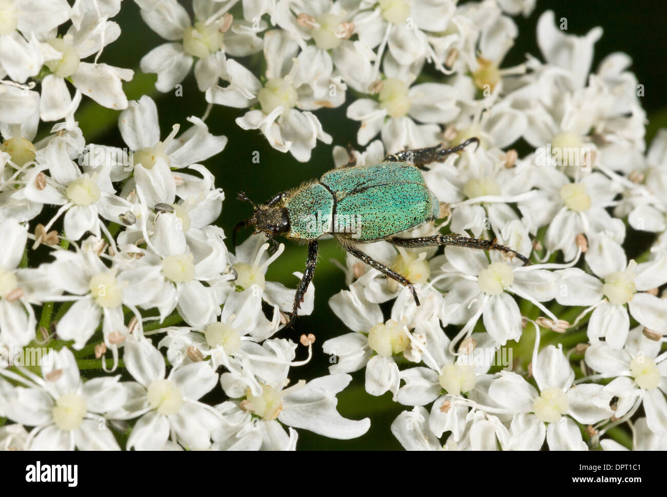 A Scarabeid beetle, Hoplia argentea, feeding on umbellifer flowers. Turkey. Stock Photo