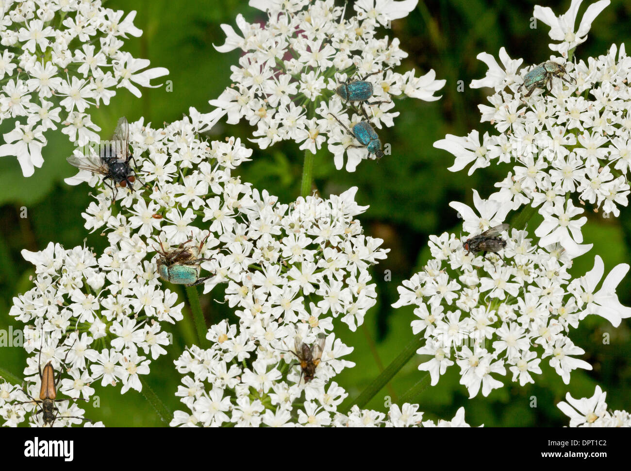 Scarabeid beetles, Hoplia argentea, feeding on umbellifer flowers. Turkey. Stock Photo