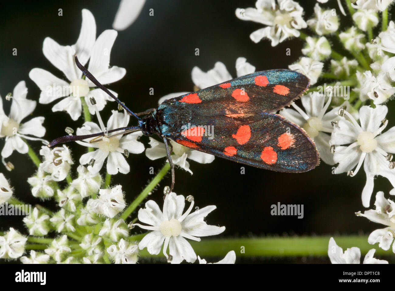 Narrow-bordered 5-spot Burnet moth, Zygaena lonicerae feeding on umbelliferae. Stock Photo