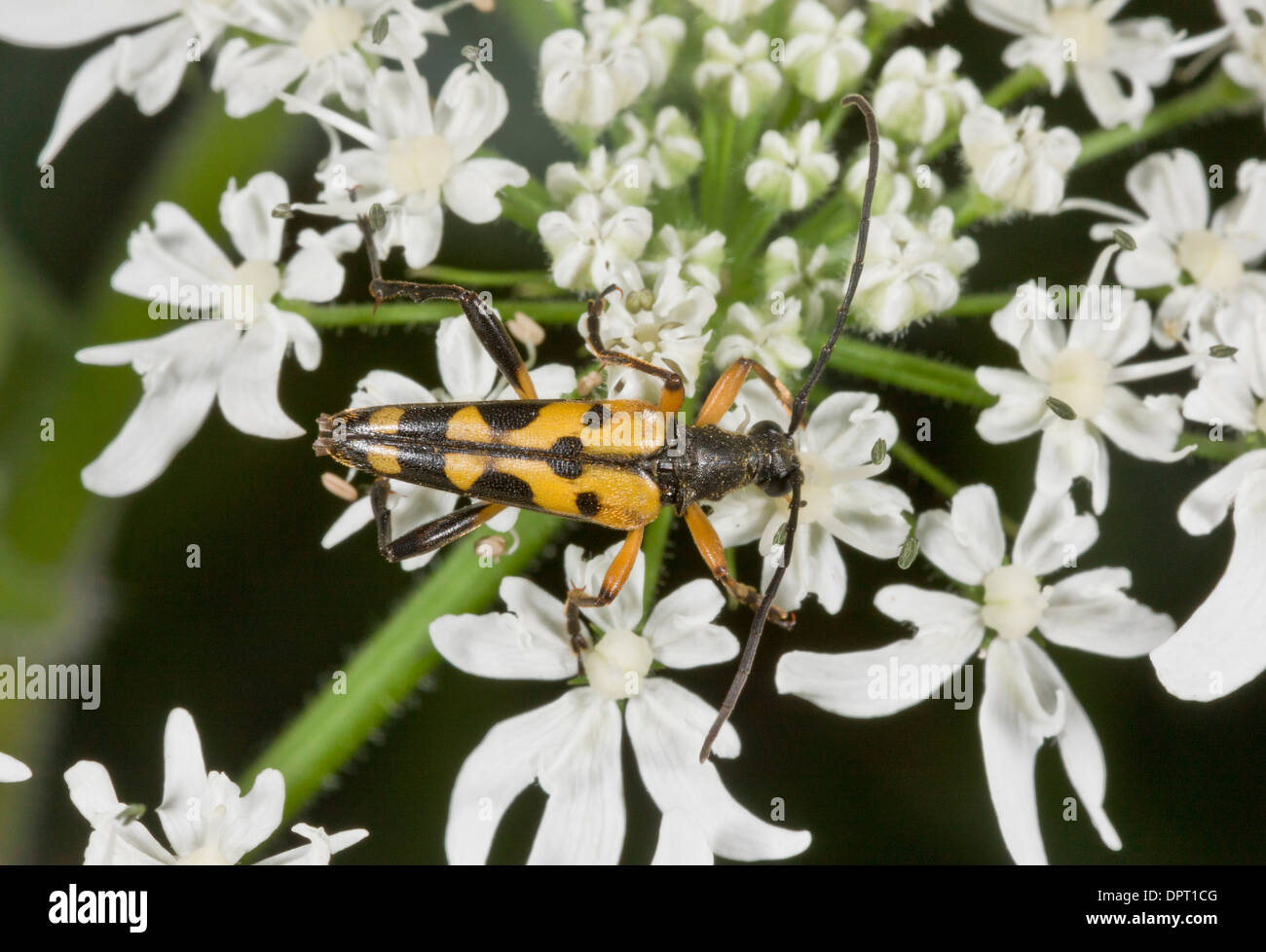 A common longhorn beetle, Strangalia maculata feeding on umbellifer flowers. Stock Photo