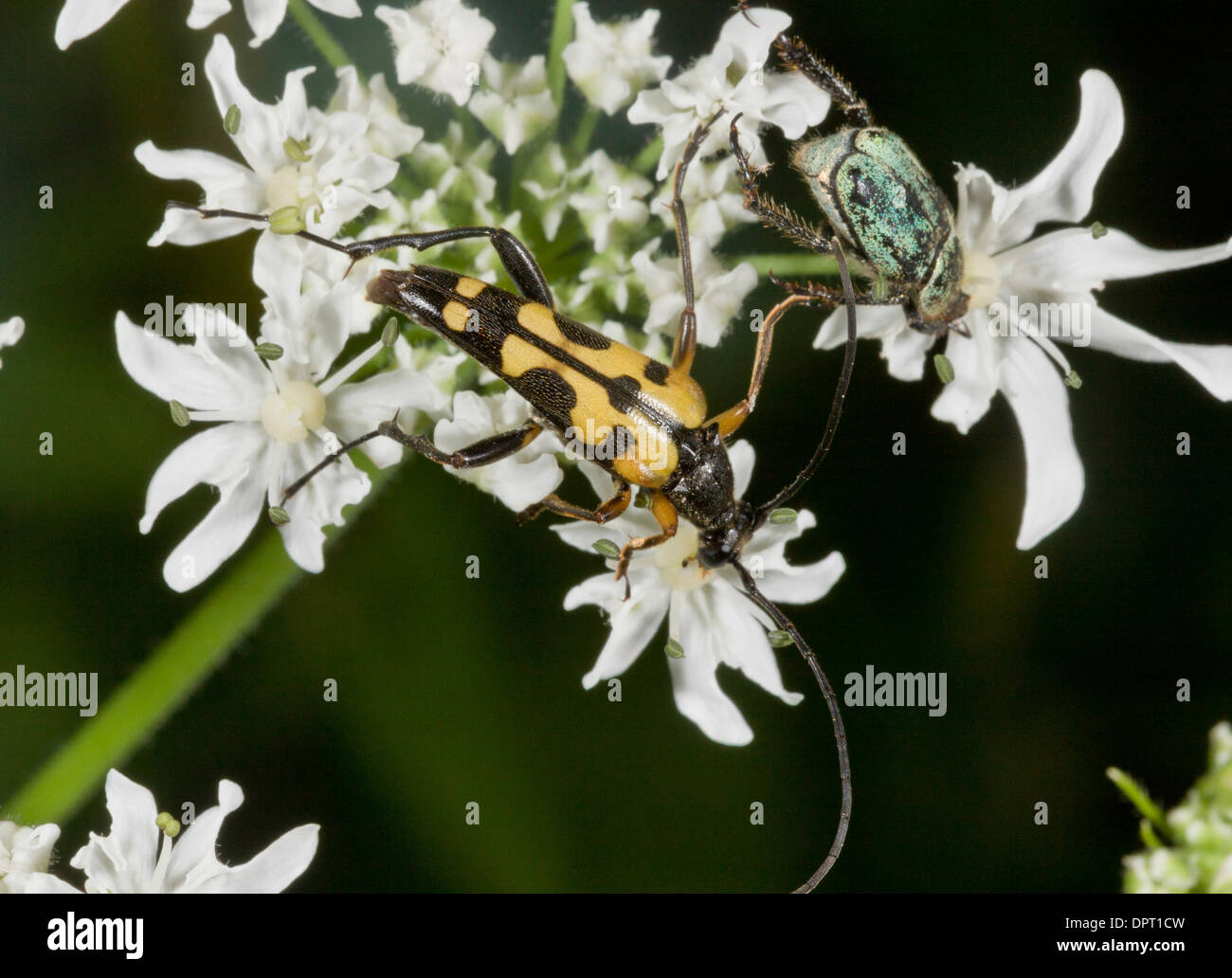 A common longhorn beetle, Strangalia maculata feeding on umbellifer flowers. Stock Photo