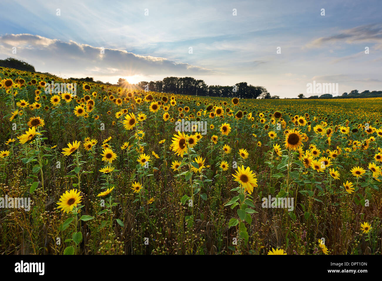 Field of sunflowers growing at Churchtown Farm Nature Reserve, Saltash Stock Photo