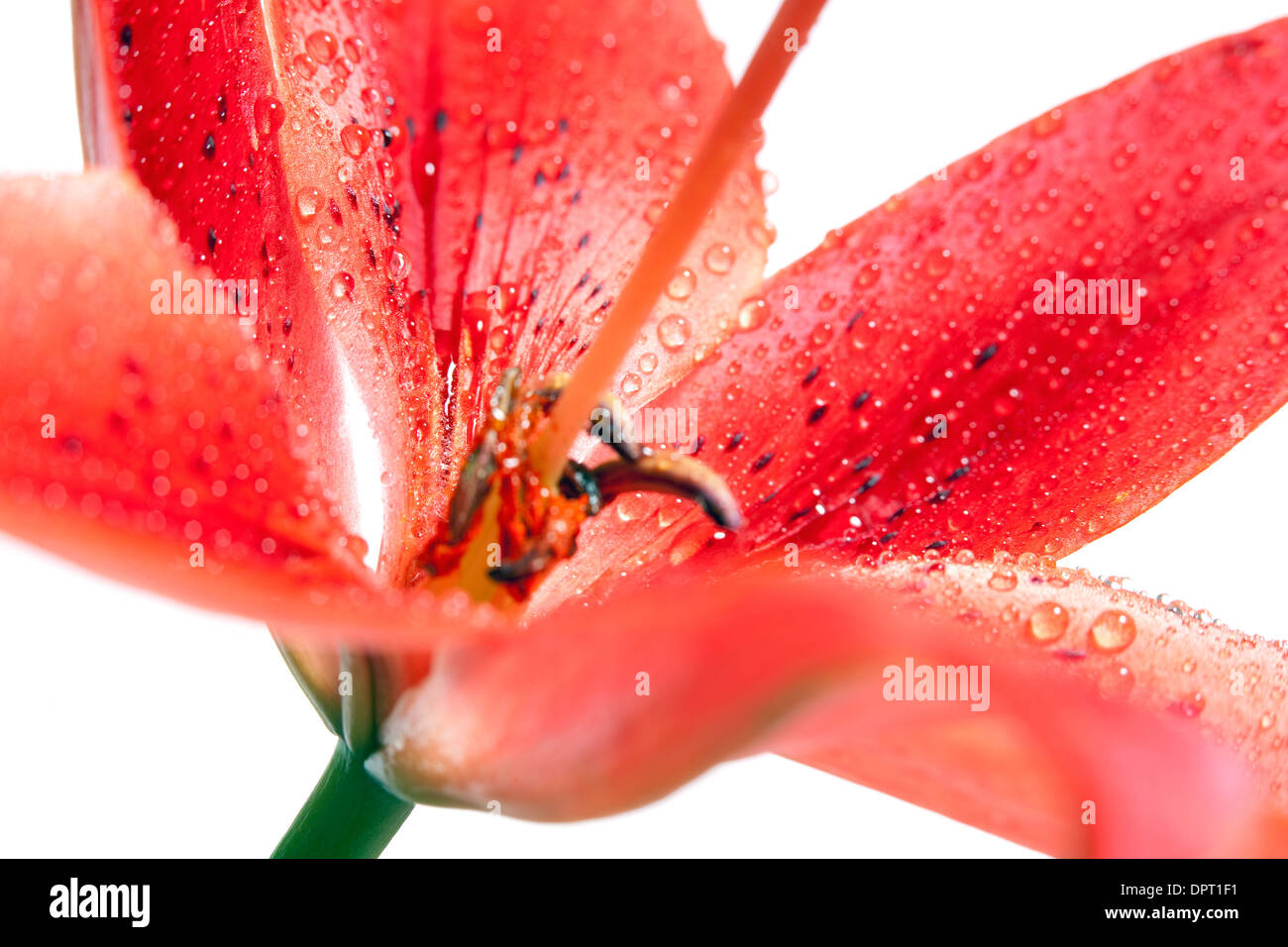 Closeup of Red Lily with Water Drops Stock Photo