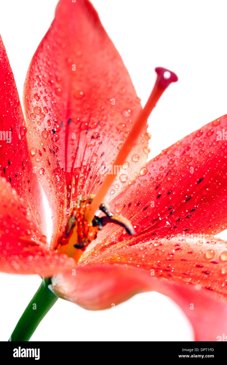 Closeup of Red Lily with Water Drops Stock Photo